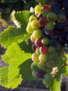 Grapes_during_pigmentationlr